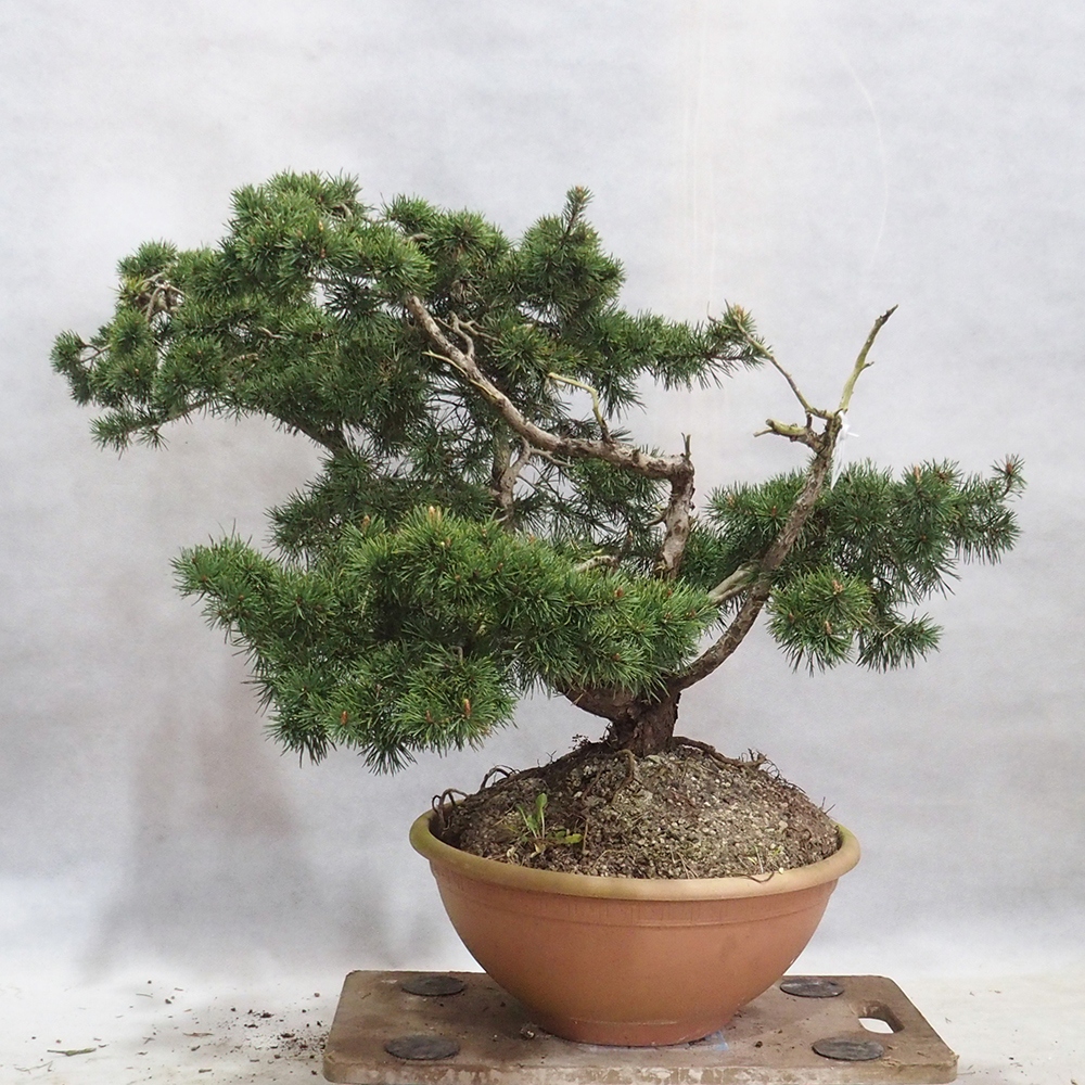 Yamadori - Pinus sylvestris 