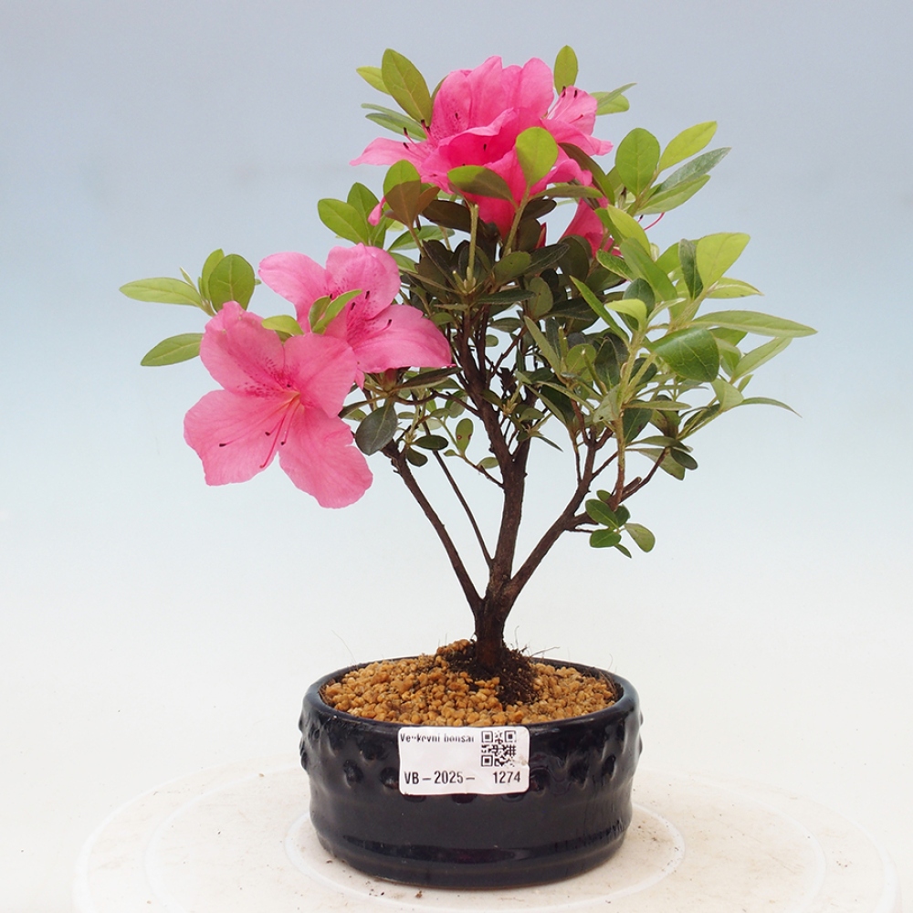 Bonsai im Freien - Japanische Azalee - Azalea sp.