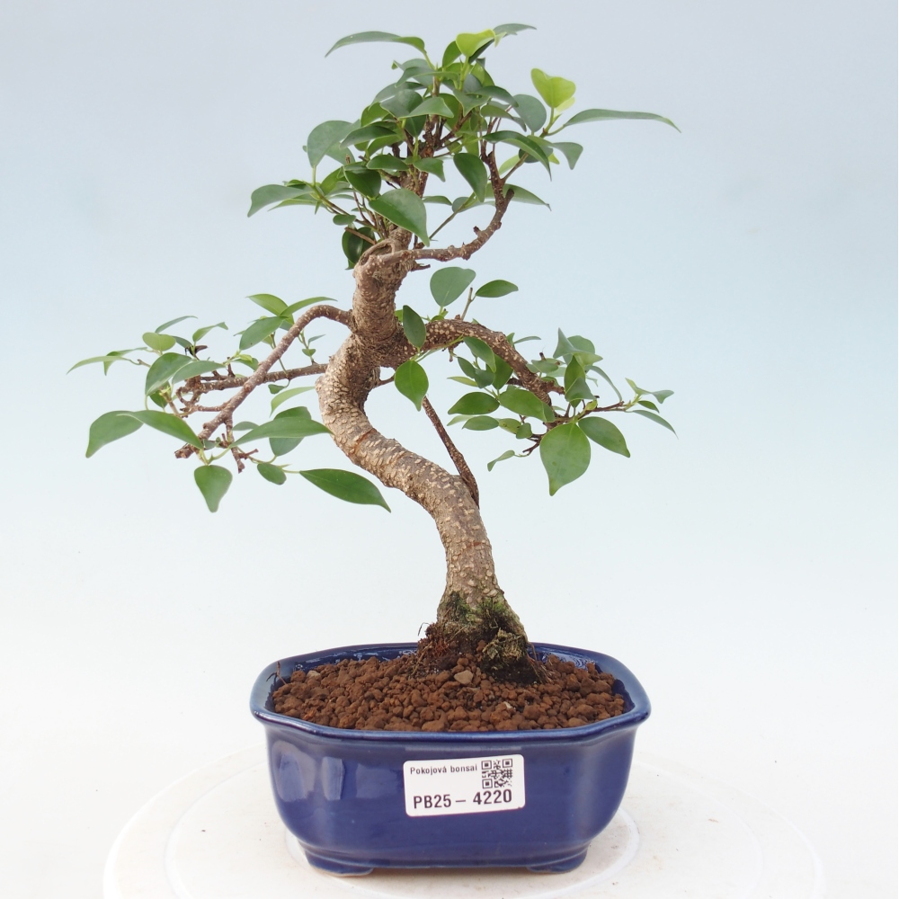 Zimmerbonsai - Ficus retusa - Kleinblättriger Ficus