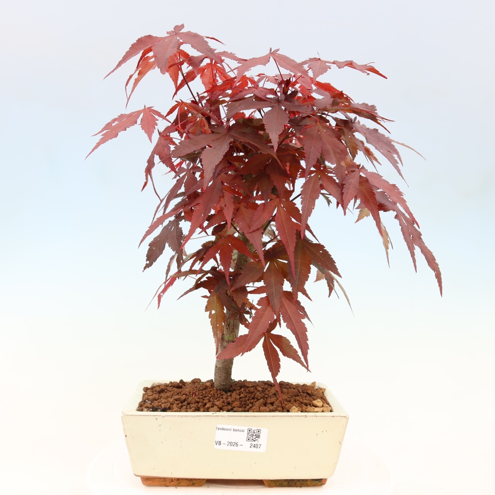 Bonsai für draußen - Acer-Palme. Atropurpureum-Javor palmate