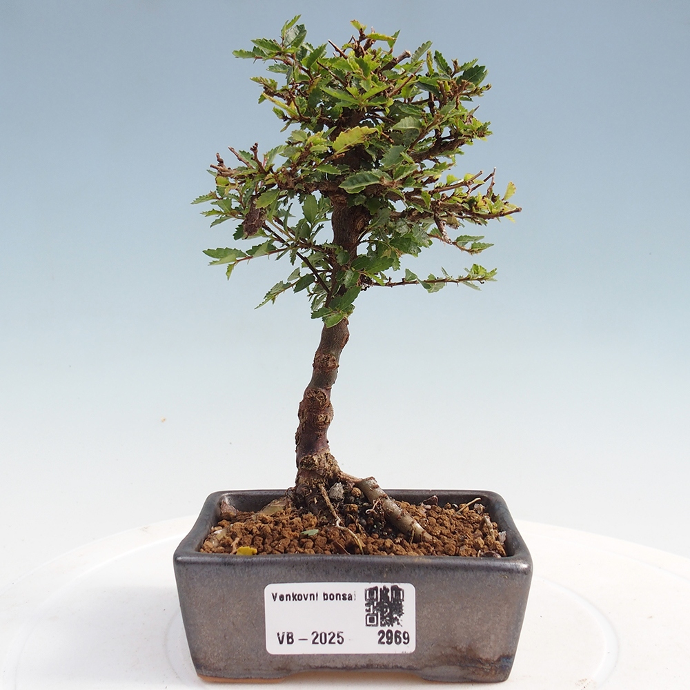Bonsai im Freien - Ulmus parvifolia Sagei - Kleinblättrige Ulme