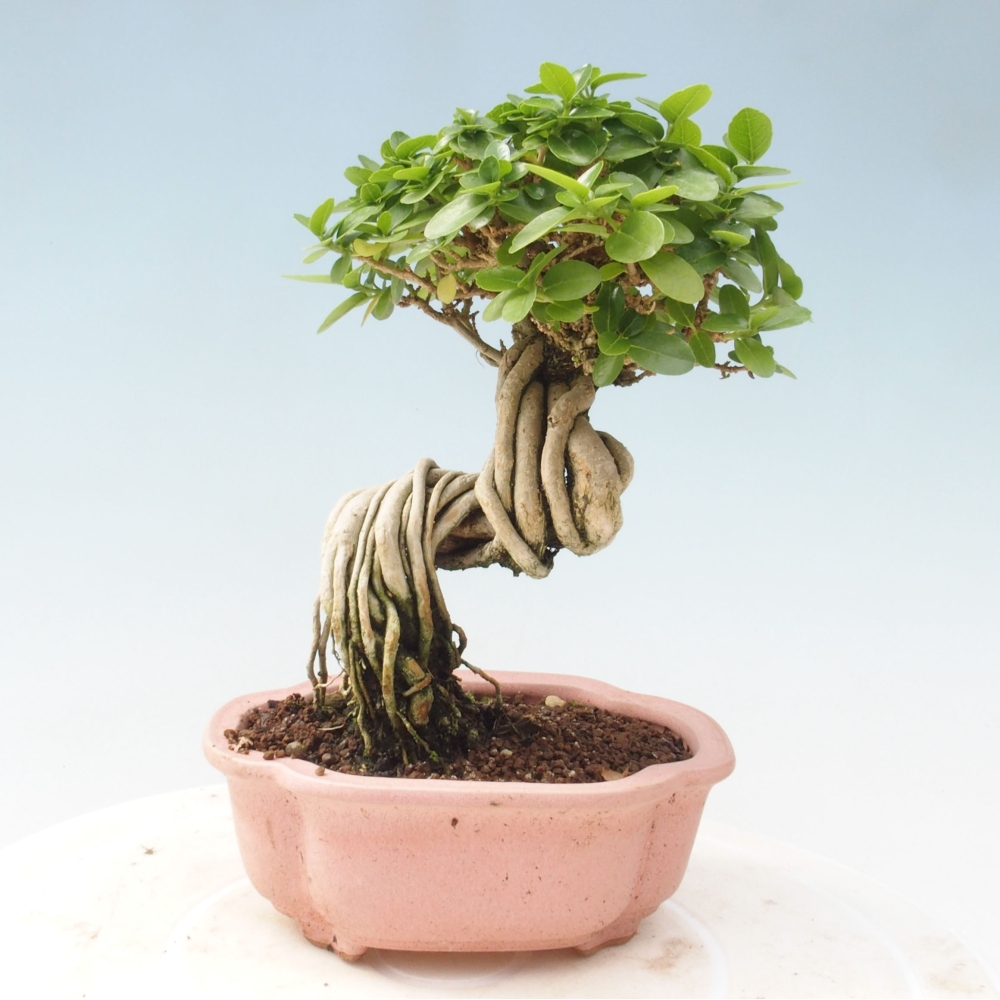 Zimmerbonsai - Premna serratifolia - Kozlovon kleinblättrig