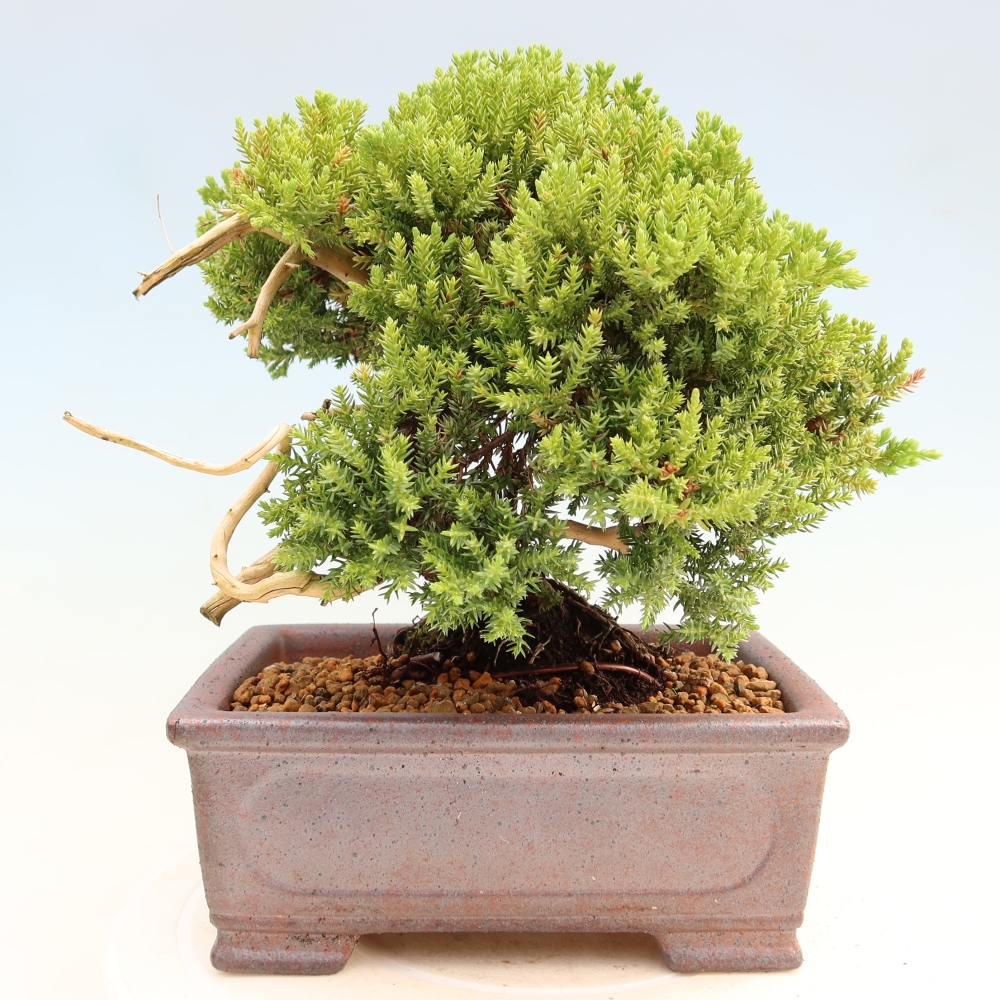 Bonsai für draußen - Juniperus procumbens - Juniperus procumbens