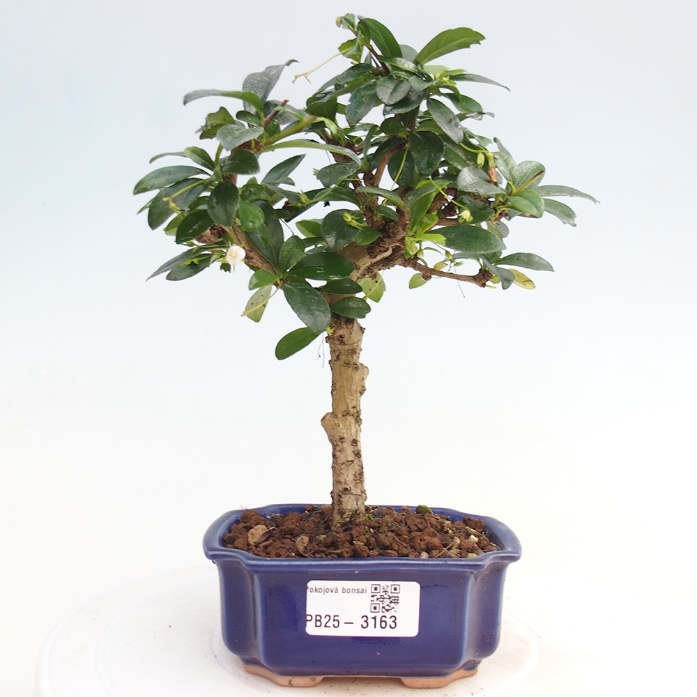 Zimmerbonsai - Carmona Macrophylla - Fuki-Tee