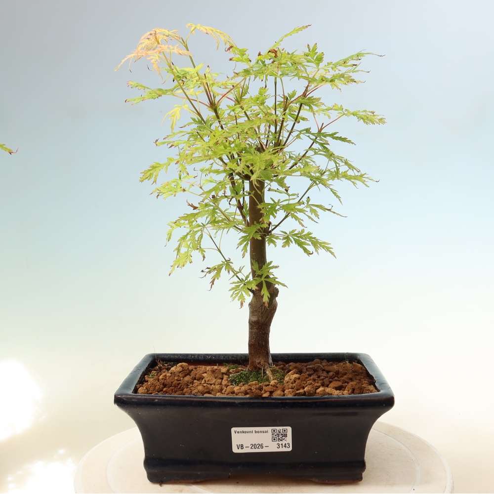 Bonsai für draußen - Acer palmatum Dissectum