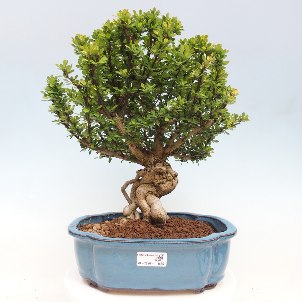 Bonsai für draußen - Berberis coreana