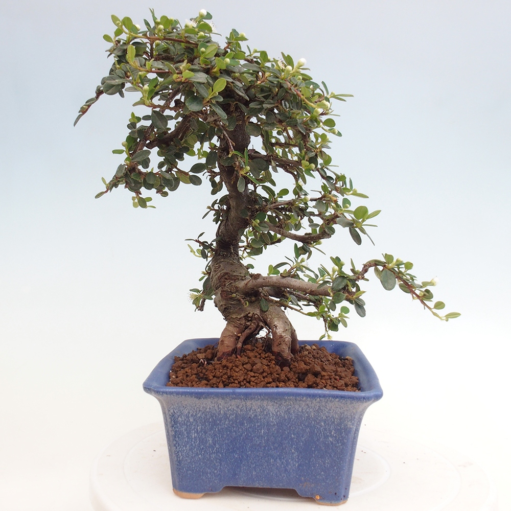 Outdoor-Bonsai-Cotoneaster dammeri - Rock Damer