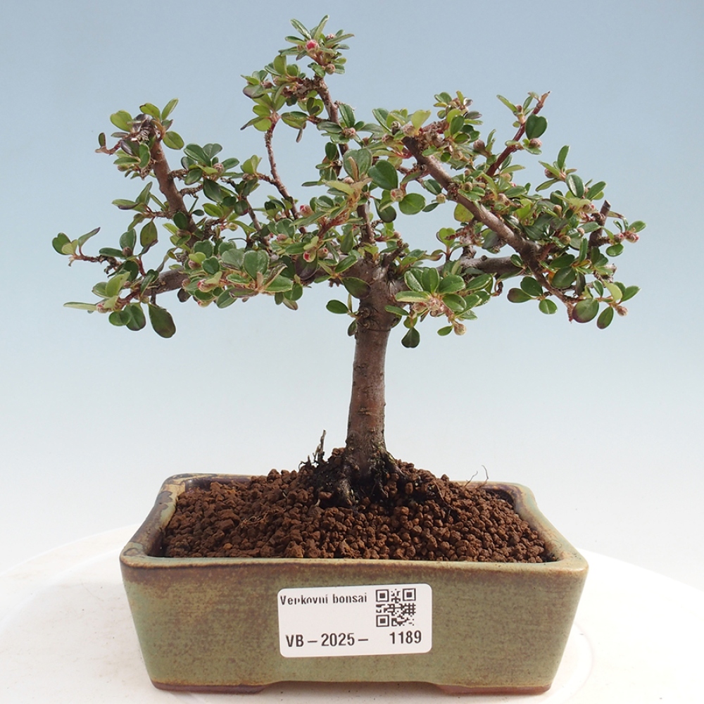 Bonsai im Freien - Cotoneaster horizontalis - Felsenbaum