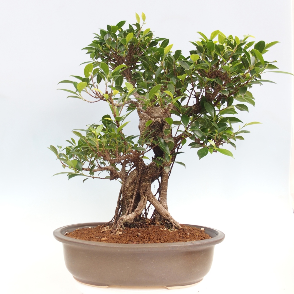 Zimmerbonsai - Ficus kimmen - kleinblättriger Ficus - NUR PERSÖNLICHE ABHOLUNG oder Palettentransport