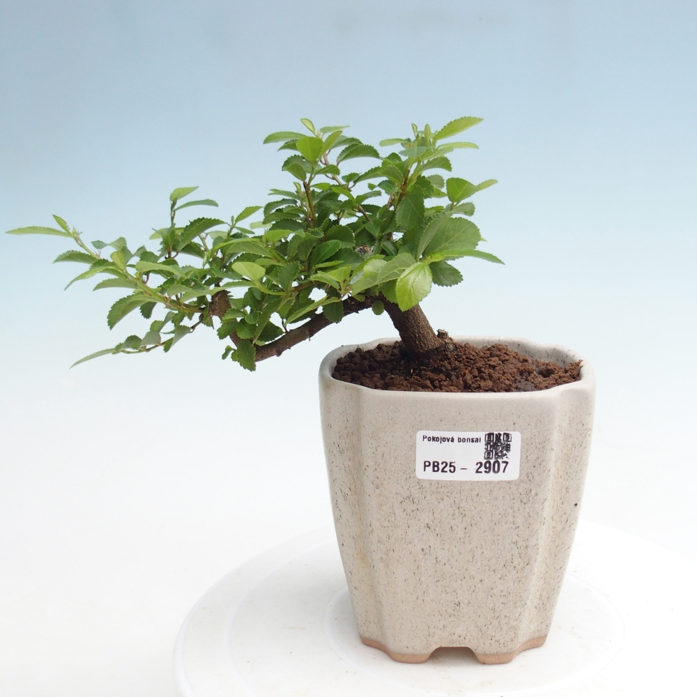 Zimmerbonsai - Grewia occidentalis - Lavendelstern