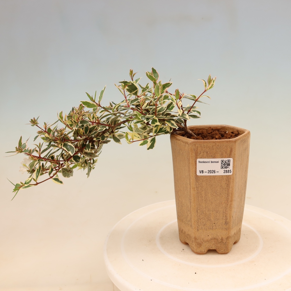 Bonsai für den Außenbereich – Abelia gr. Confetti – Großblütige Abelie