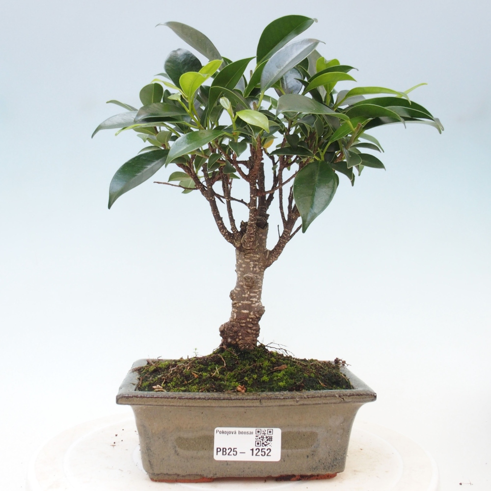 Zimmerbonsai - Ficus retusa - kleinblättriger Ficus