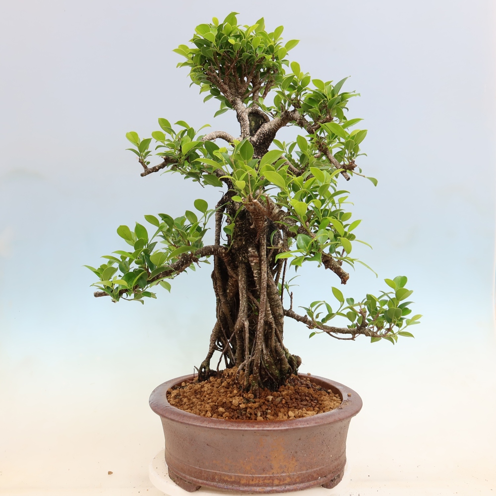 Zimmerbonsai - Ficus kimmen - Kleinblättriger Ficus