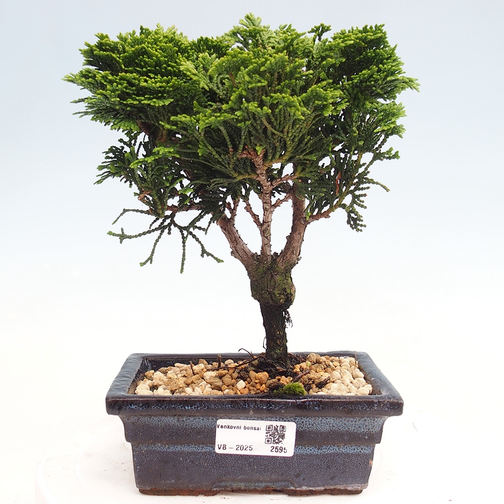 Outdoor-Bonsai - Cham.pis obtusa Nana Gracilis - Zypresse