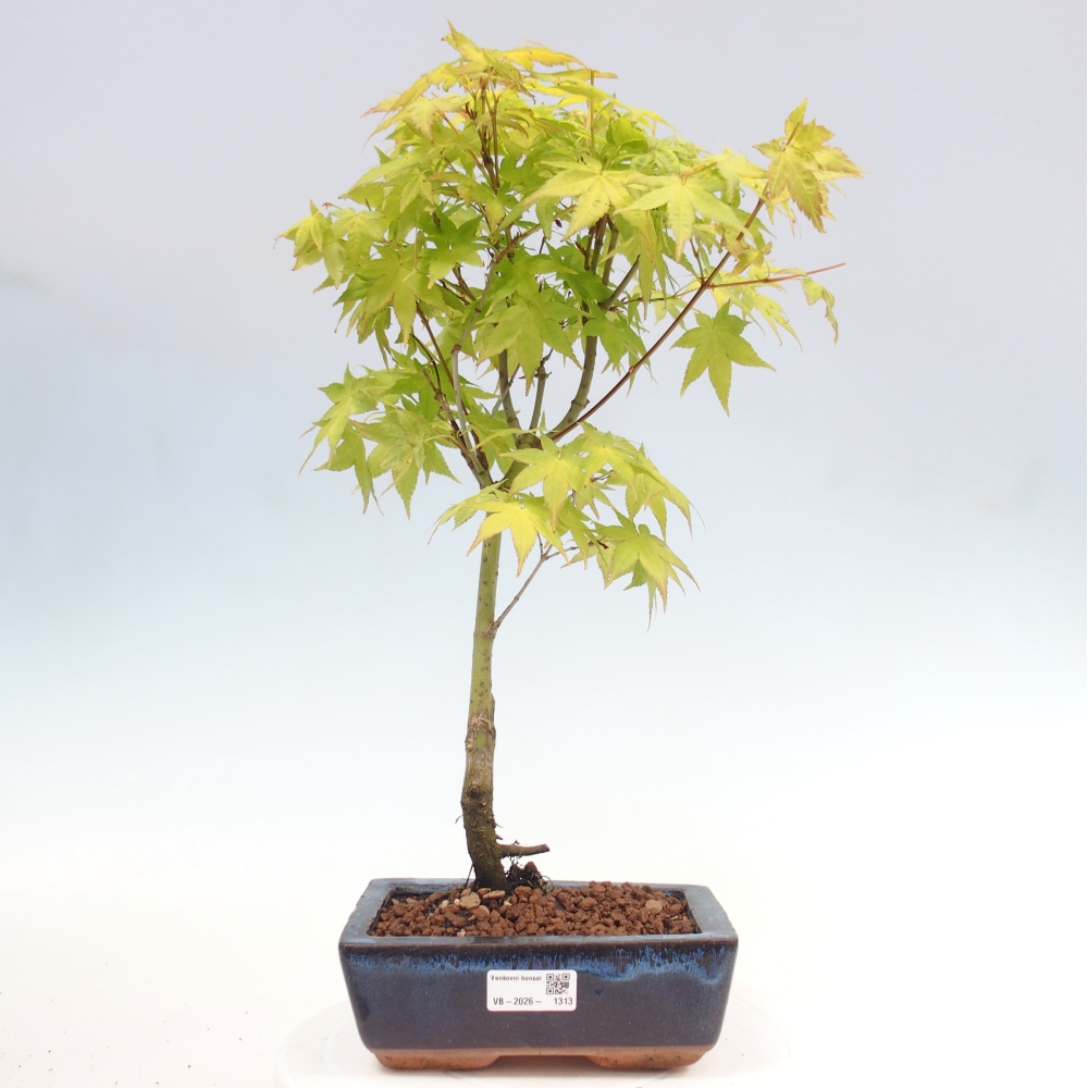 Acer palmatum Aureum - Goldahorn