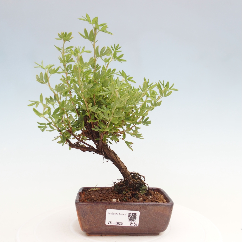 Outdoor-Bonsai-Fingerkraut - Potentila fruticosa gelber Vogel
