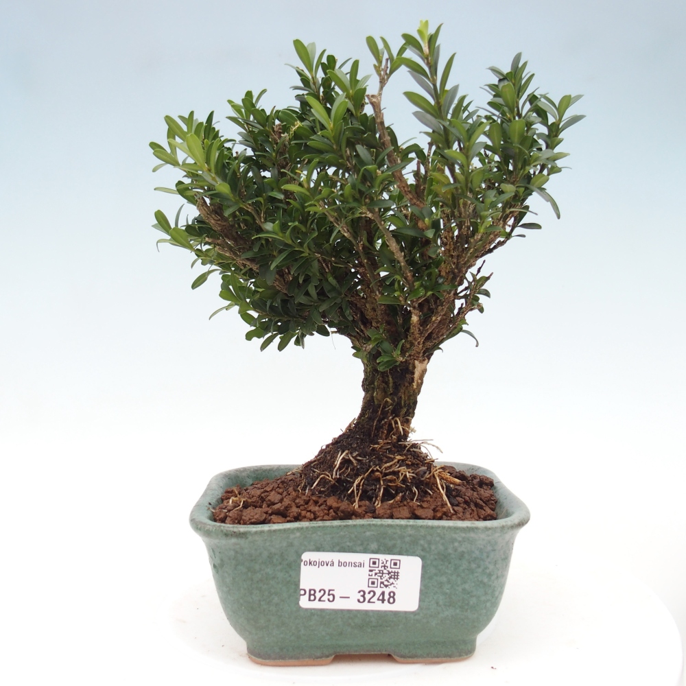 Zimmer Bonsai - Buxus harlandii - Korkbuxus