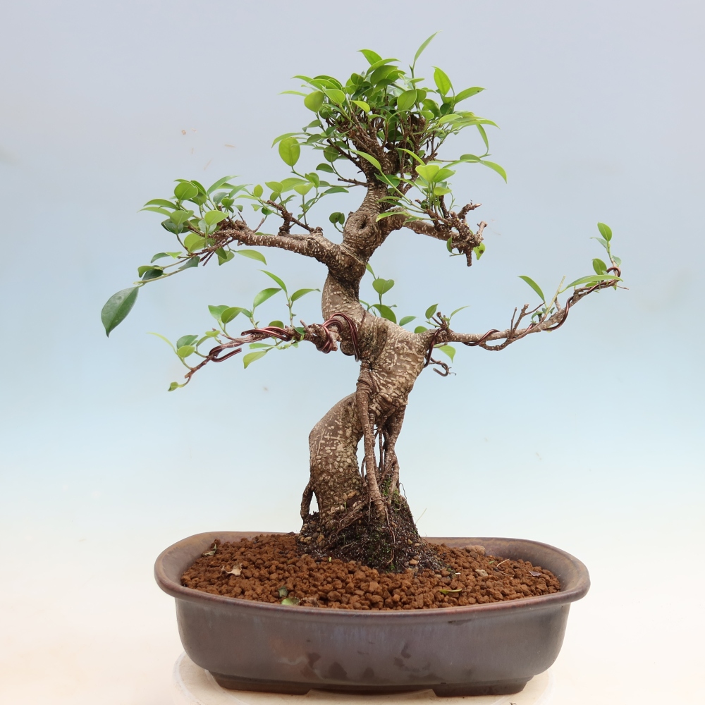 Zimmerbonsai - Ficus kimmen - Kleinblättriger Ficus
