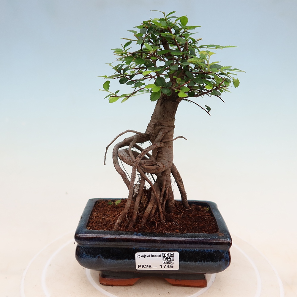 Zimmerbonsai - Ulmus parvifolia - Kleinblättrige Ulme