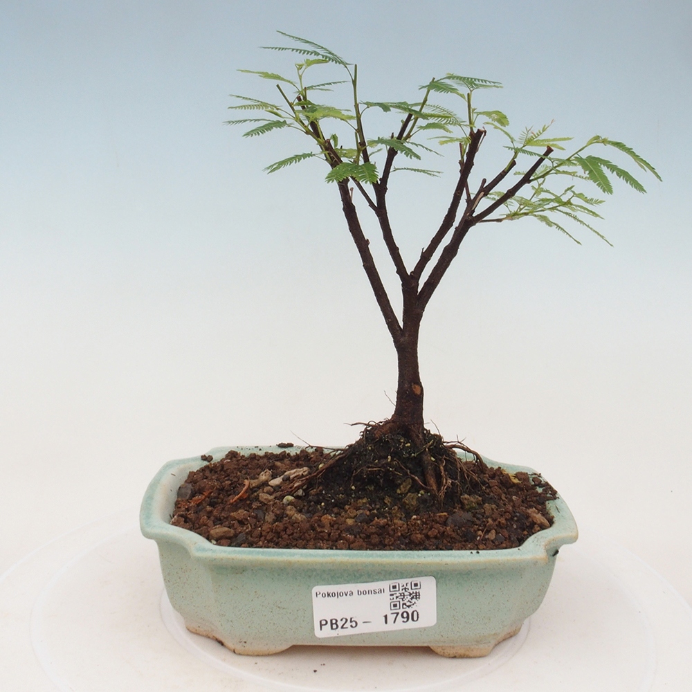 Zimmer Bonsai-Calliandra surinamensis Dixie Pink -Kaliandra von Suria