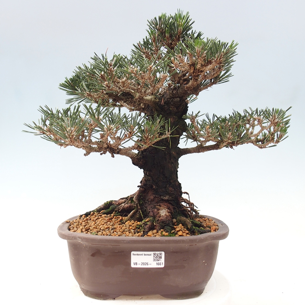 Bonsai für draußen - Pinus thunbergii Kotobuki - Thunberg-Kiefer