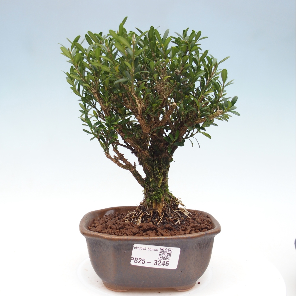 Zimmer Bonsai - Buxus harlandii - Korkbuxus
