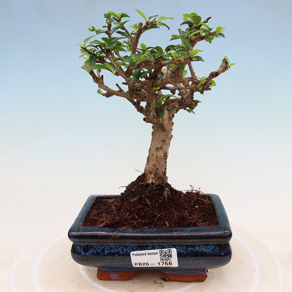 Zimmer-Bonsai - Carmona macrophylla - Tee-Fuki