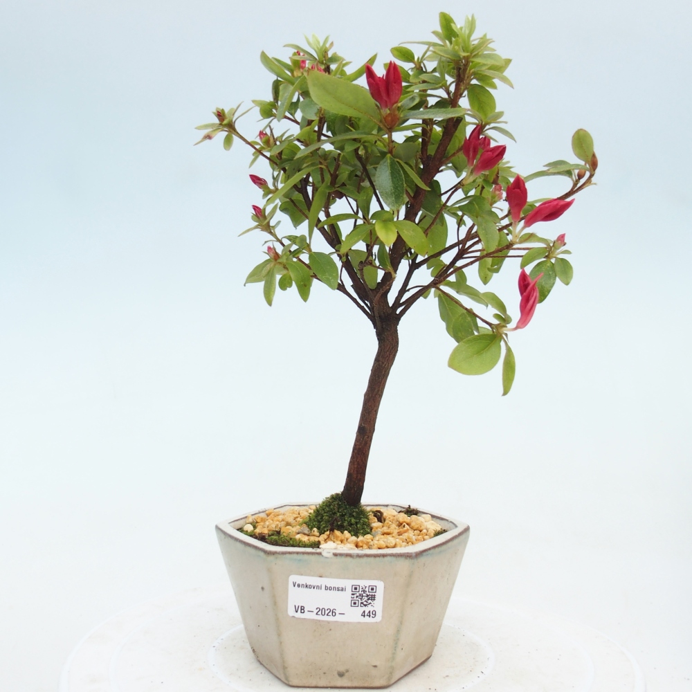 Bonsai für draußen - Japanische Azalee - Azalea sp.