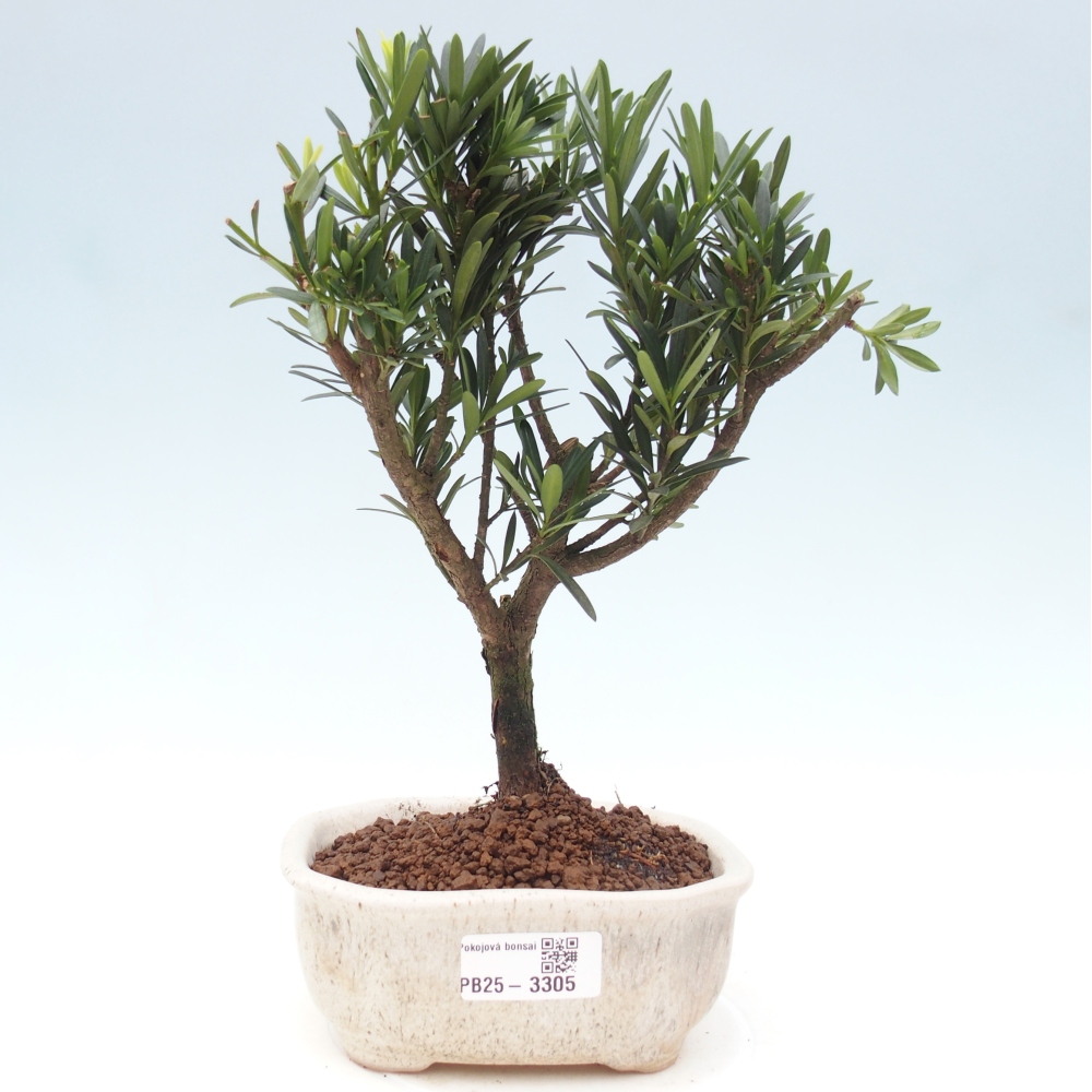 Zimmerbonsai - Podocarpus - Stein-Eibe