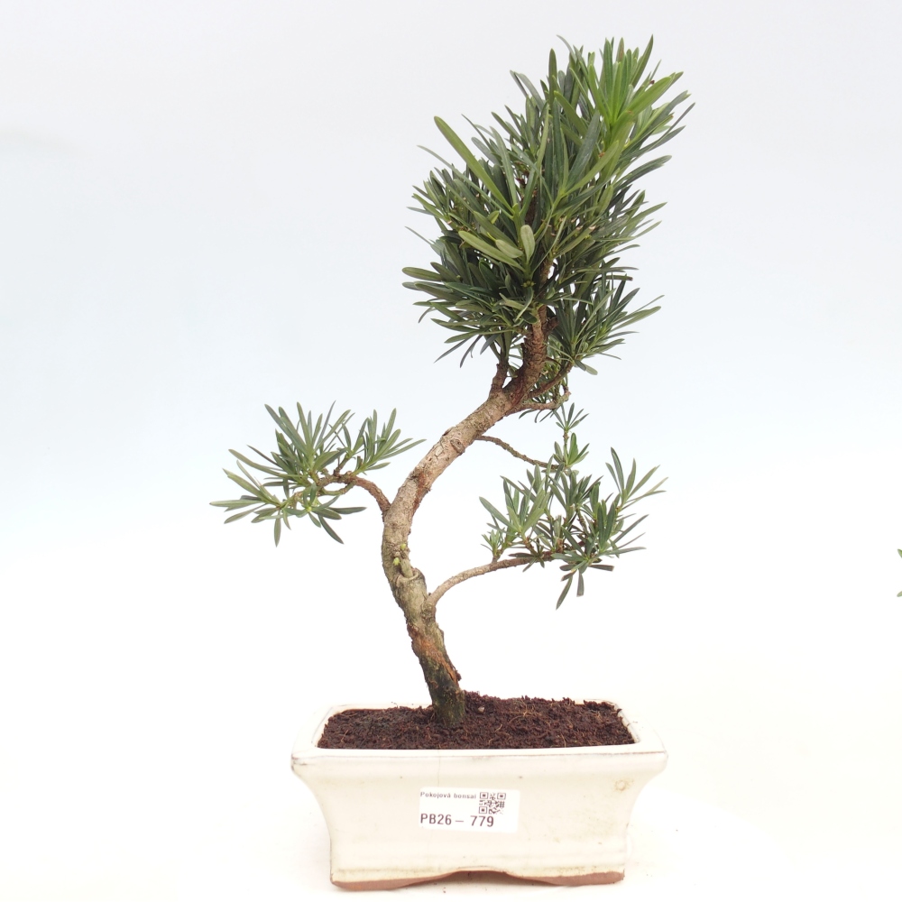 Zimmerbonsai - Podocarpus - Stein-Eibe