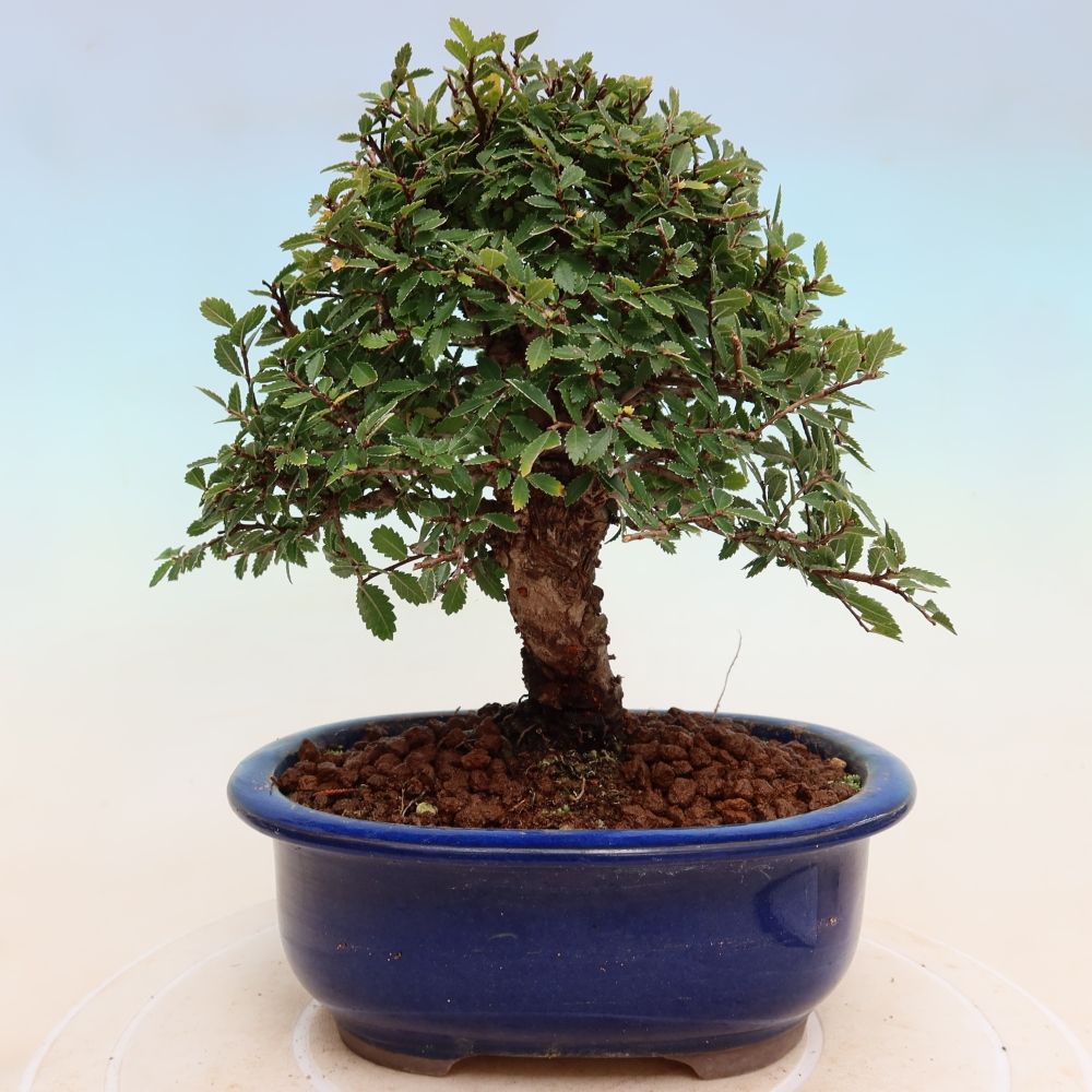 Bonsai für draußen - Zelkova - Zelkova NIRE