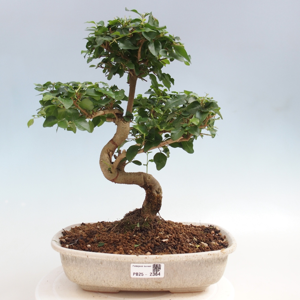 Zimmerbonsai -Ligustrum chinensis - Liguster