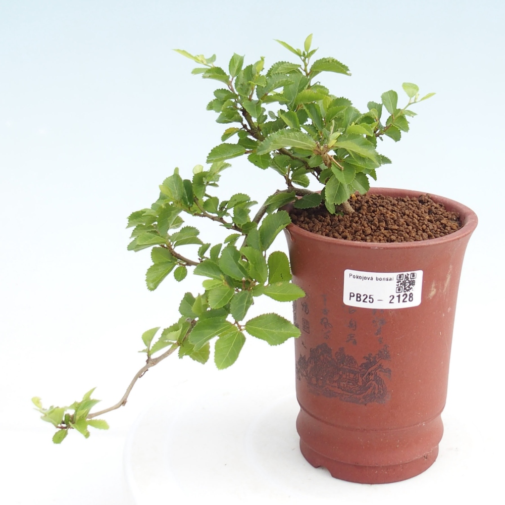 Zimmerbonsai - Grewia occidentalis - Lavendelstern