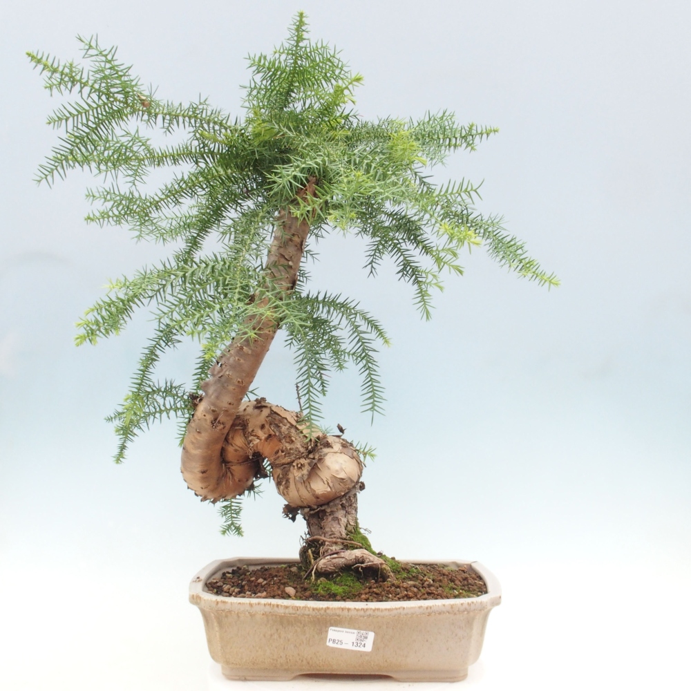 Zimmer Bonsai - Araukarie - Zimmer Fichte