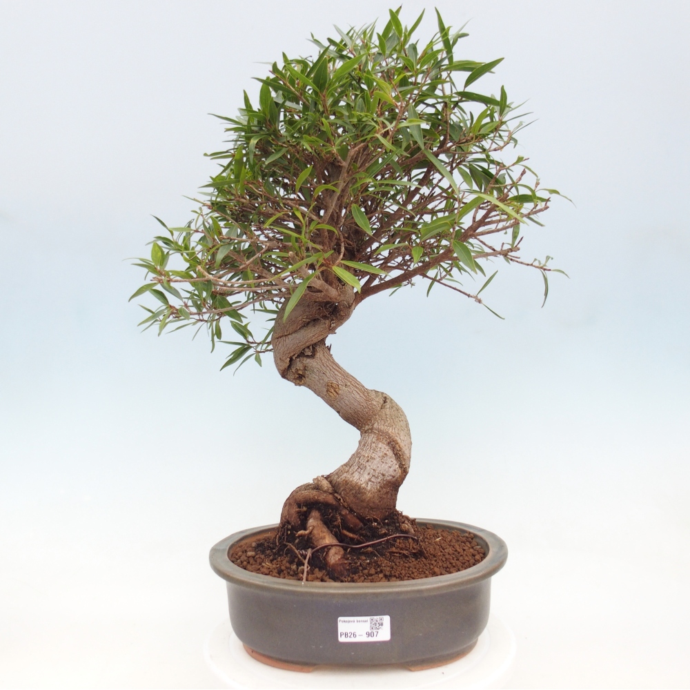 Zimmerbonsai - Ficus nerifolia - Kleinblättriger Ficus