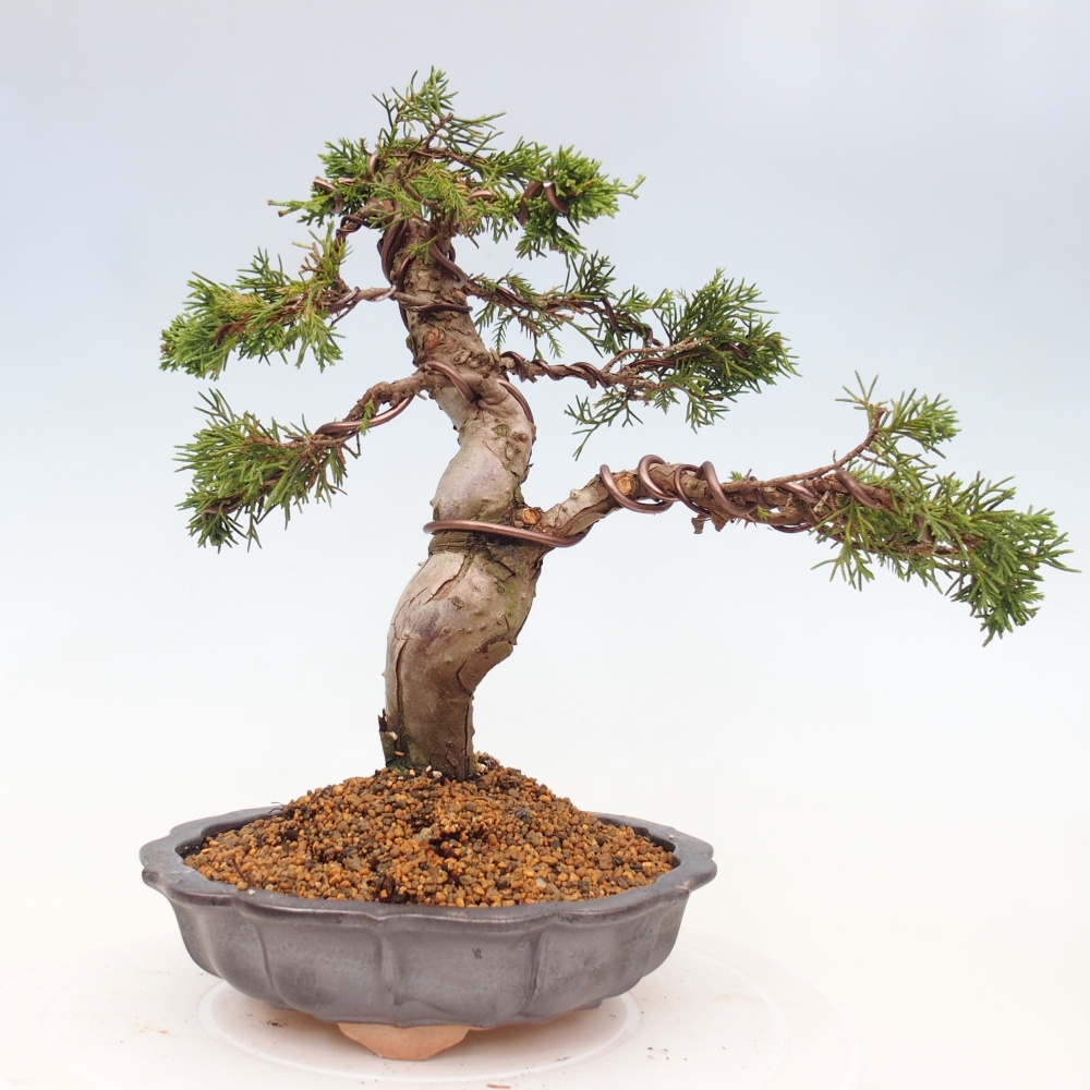 Outdoor bonsai - Juniperus chinensis Itoigawa - Chinese juniper