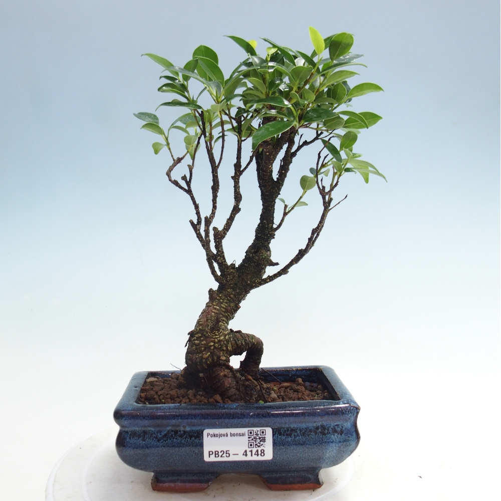 Zimmerbonsai - Ficus retusa - Kleinblättriger Ficus