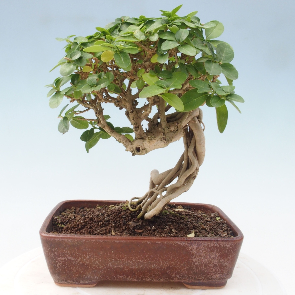 Zimmerbonsai - Premna serratifolia - Kozlovon kleinblättrig