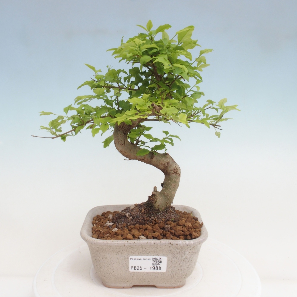 Indoor Bonsai -Ligustrum chinensis - Vogelschnabel