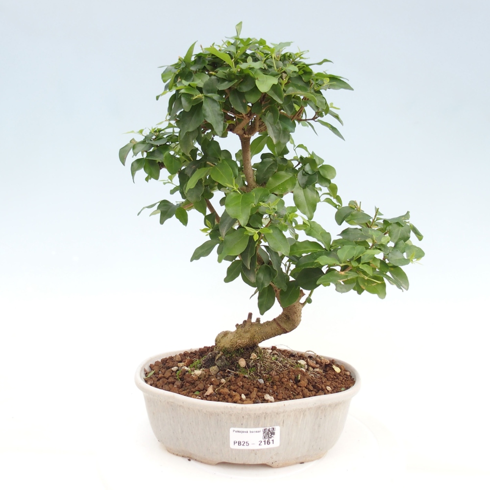 Indoor Bonsai -Ligustrum chinensis - Vogelschnabel