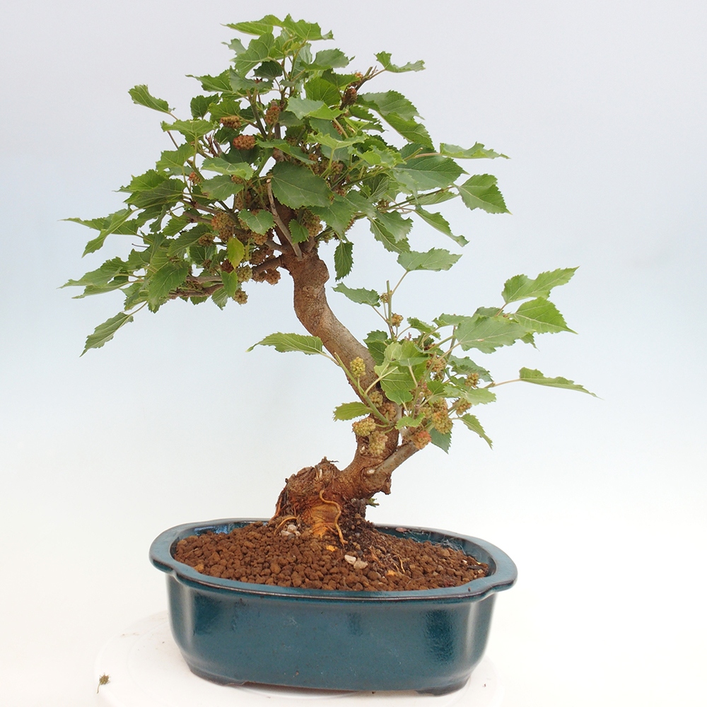 Bonsai im Freien - Morus alba - Maulbeere