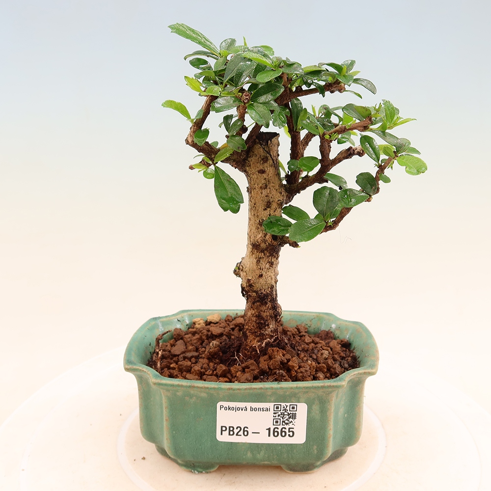Zimmer-Bonsai - Carmona macrophylla - Tee-Fuki