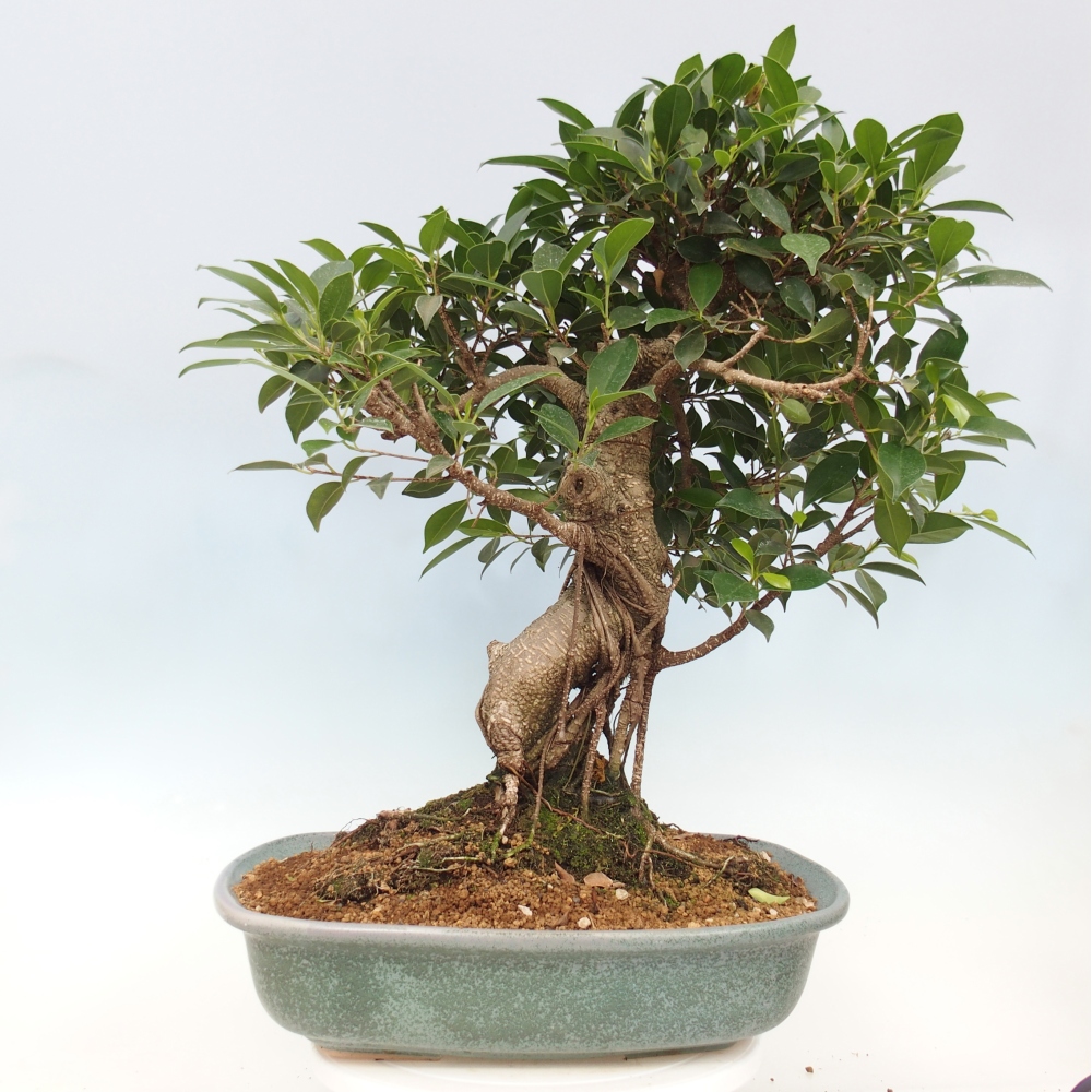 Zimmerbonsai - Ficus kimmen - kleinblättriger Ficus - NUR PERSÖNLICHE ABHOLUNG oder Palettentransport