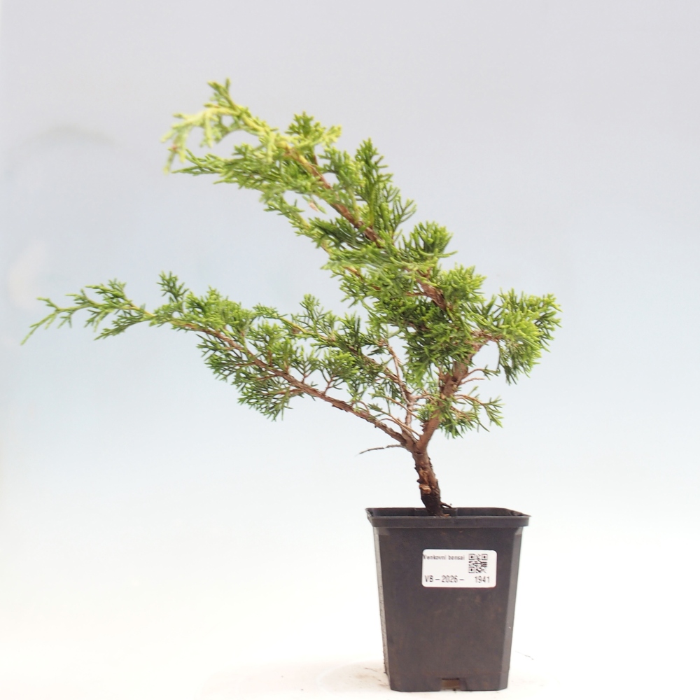 Bonsai für draußen - Juniperus chinensis Itoigawa