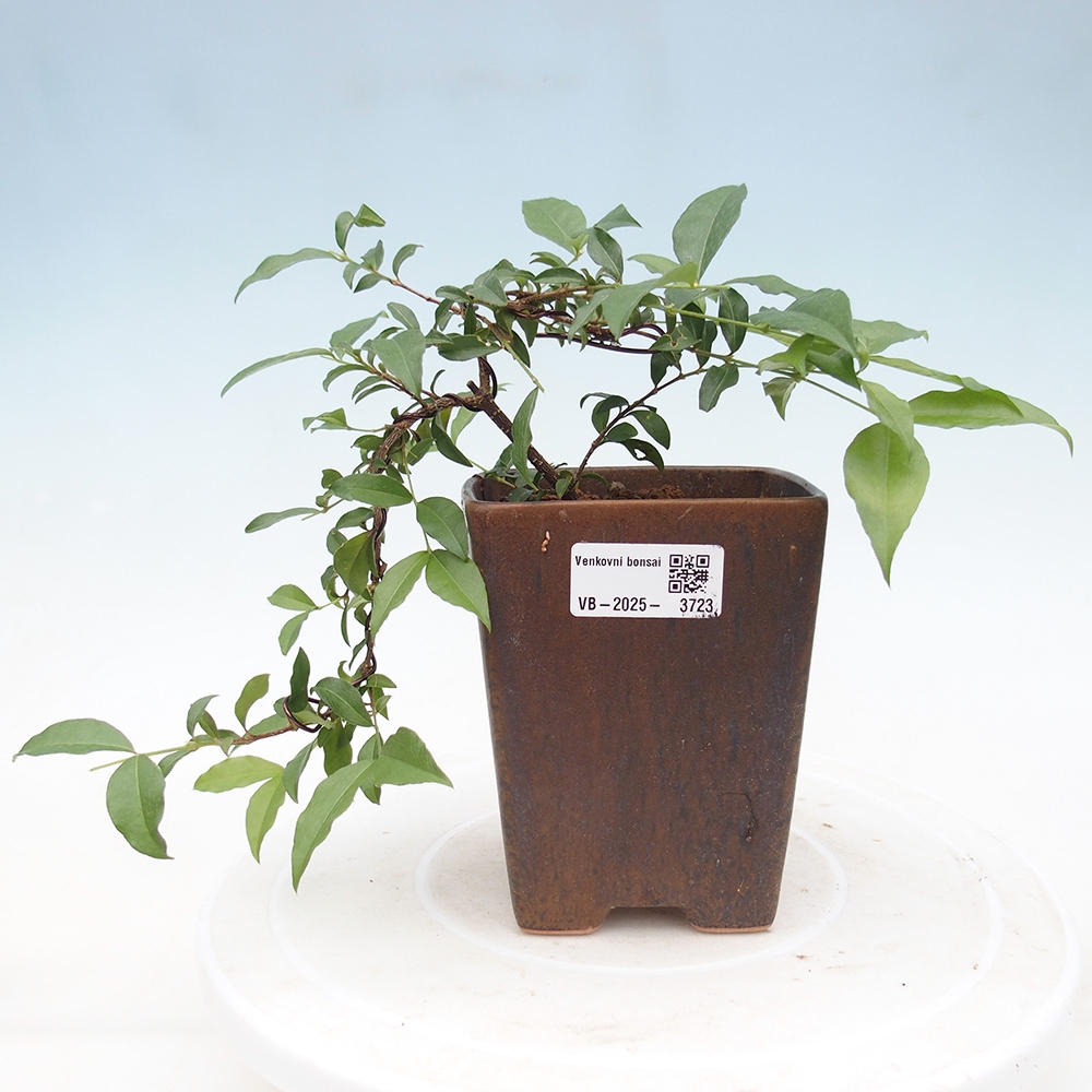Zimmer Bonsai - Kirsche Malpighia coccigera- Barbdorská