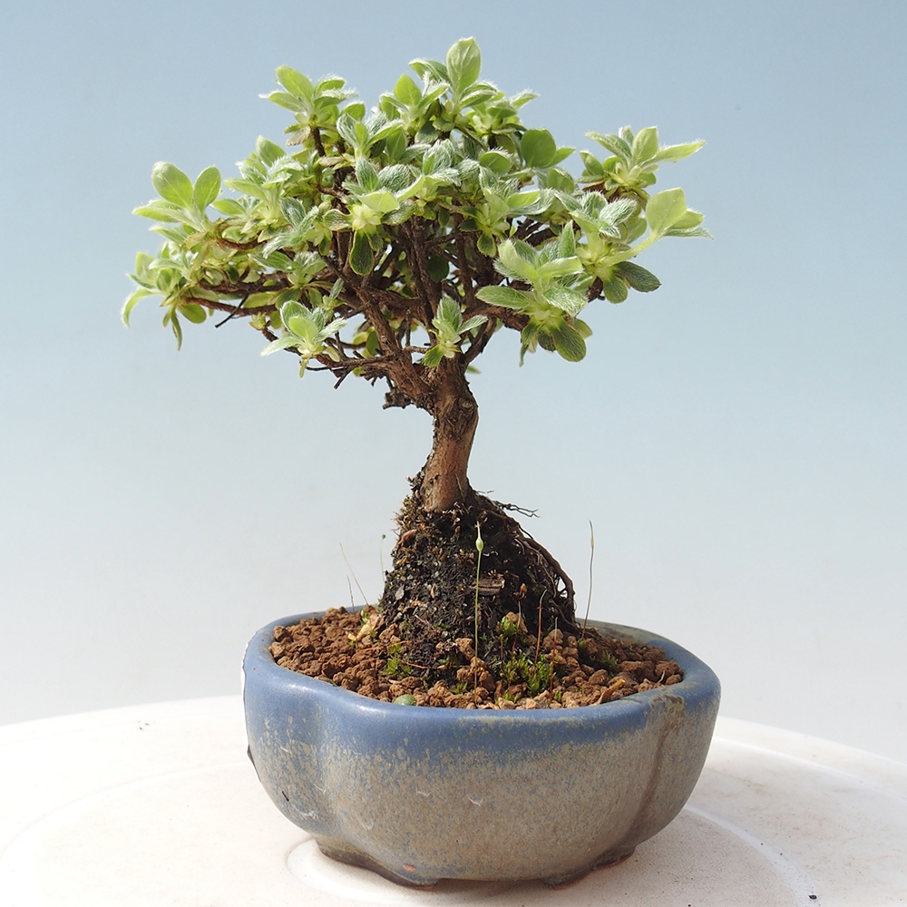 Outdoor-Bonsai - Rododendron indicum - Japanische Azalee