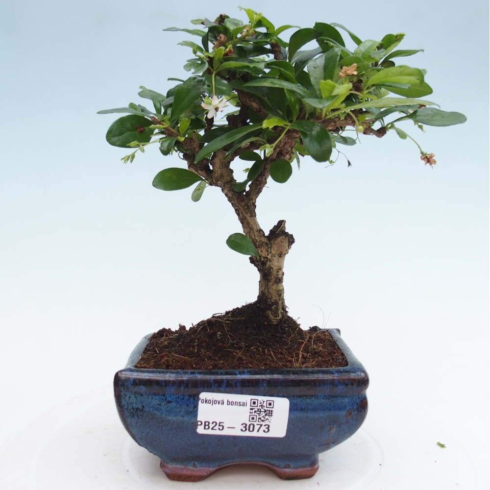 Zimmerbonsai - Carmona Macrophylla - Fuki-Tee