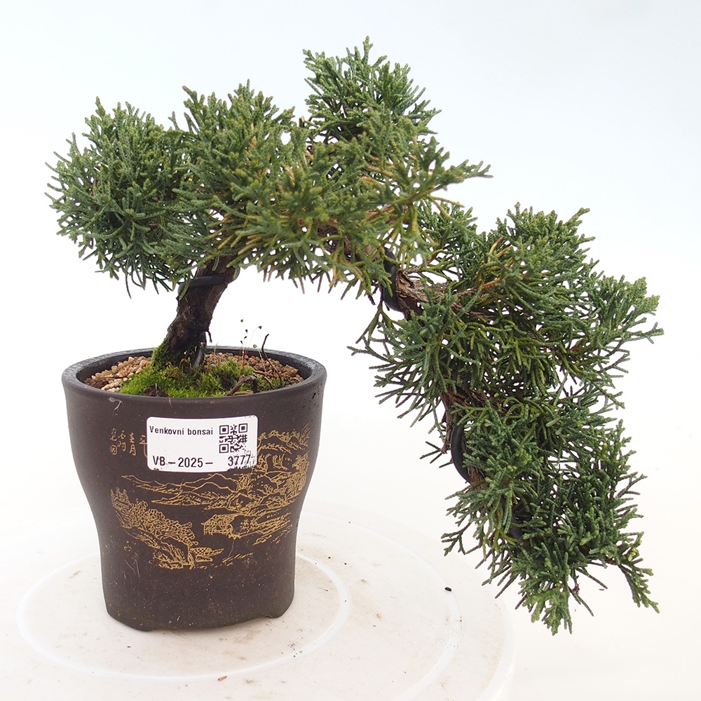 Bonsai für draußen - Juniperus chinensis Kishu