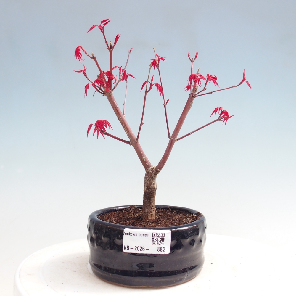Bonsai für draußen - Acer palmatum DESHOJO