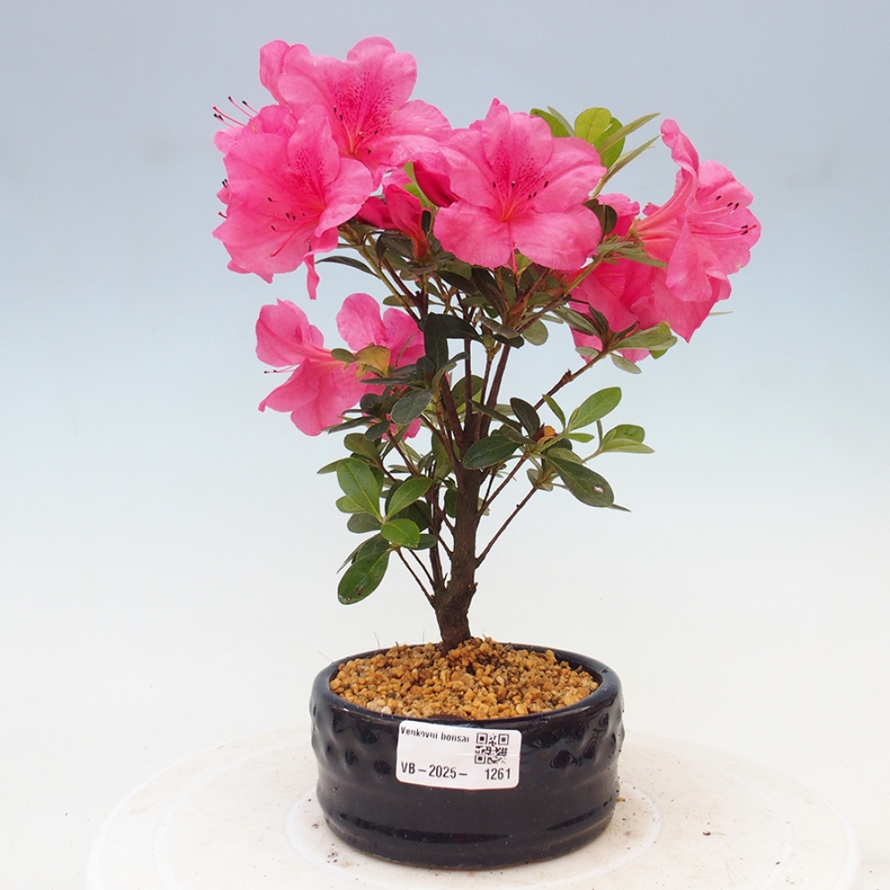 Bonsai im Freien - Japanische Azalee - Azalea sp.